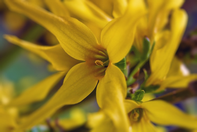 Forsythien