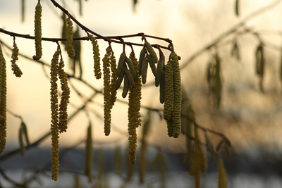 Haselnussblüte im Winter