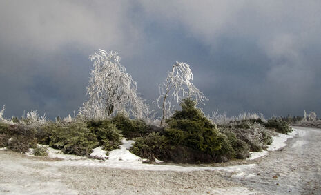 Tauwetter im Thüringer Wald (Th..) 