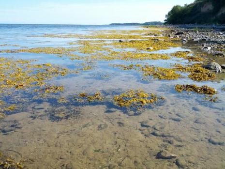 Algenteppich an der westlichen Ostsee. 
