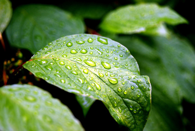 Über den Regen freut sich wenigstens die Vegetation.