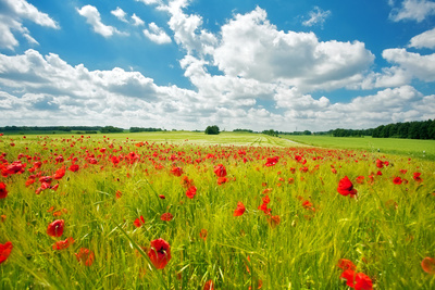 Sommer Adieu? Oder wird der Sommer doch schön (im Sinne von trocken und warm)?