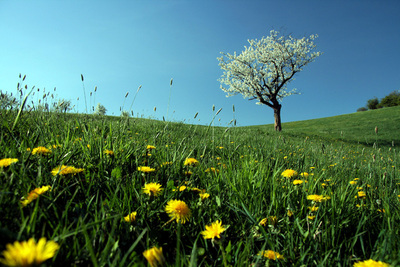 Wiese im Frühling